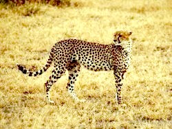 Gepard im Kr&uuml;ger Nationalpark