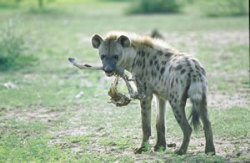 Spotted Hyena
