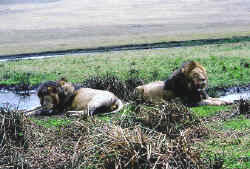 L&ouml;wen bei der Rast