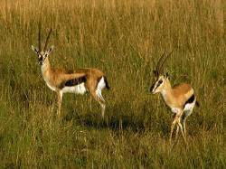 Impalas im Mokala National Park