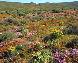 � South African Tourism