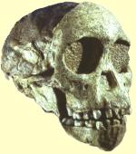 Sch�del des Kind von Taung